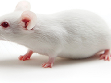 Animal Talent Listing: Hollywood Paws Studio Animal Mice