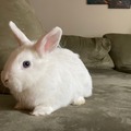 Animal Talent Listing: Hollywood Paws Studio Animal Rabbits
