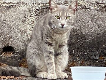 Anuncio: Gata en Adopción