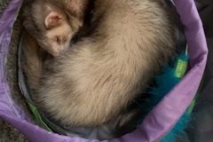   : Ferret