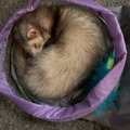   : Ferret