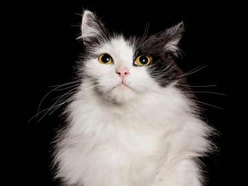 Animal Talent Listing: Dasha