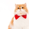 Animal Talent Listing: Chupa