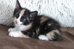Anuncio: Gatitos