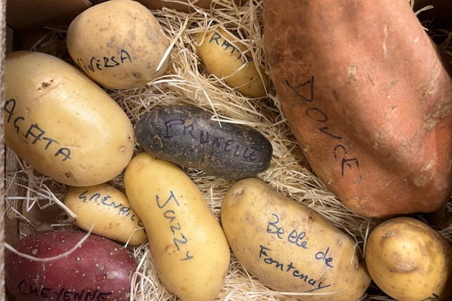 Primeur de cœur à Maisons Laffitte