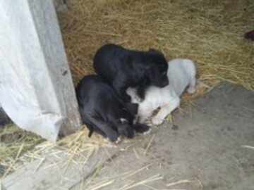   : Shepherd mix puppies