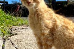Anuncio: Simba en adopción responsable 