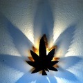  : Cannabis light