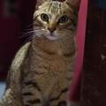 Announcement: Gatito atigrado en adopción responsable 