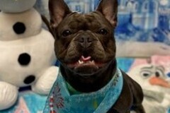   : Lovable frenchie