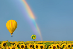 Selling: Up, Up, and Away: A Colorful Journey Over Sunflower Fields