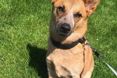   : Stella