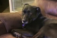   : Gracie