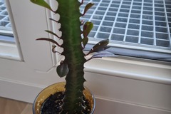 Giving away: Cactus