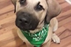   : Axel