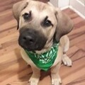   : Axel