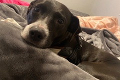   : Dixie