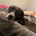  : Dixie