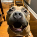   : Obi