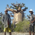 Experiential Travel (individual): Baobab Forest: Andrenalamaro