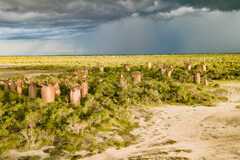 Nature & Wildlife: Discover Andrenalamaro Baobab and Forest | Andavadoaka