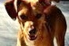   : Fred