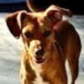   : Fred