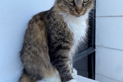 Announcement: Gatita perdida en Cartago