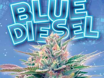  : Blue Diesel - Feminized Autoflower (5 Seeds)