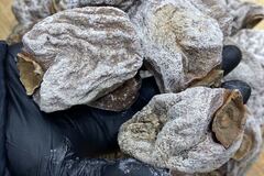 Food or Merchandise: King Size Dried 'Paradise Palm' Sweet , Dried heaven Persimmon, 