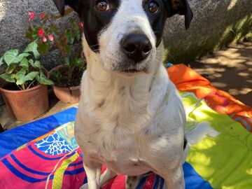 Anuncio: Adopción responsable 