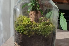 Vente: Terrarium Ficus 