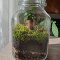 Vente: Terrarium Ficus 