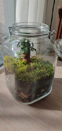 Terrarium Ficus 