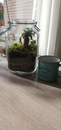 Terrarium Ficus 