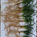 Vente: ophiopogon japonicus variété Kyoto Dwarf