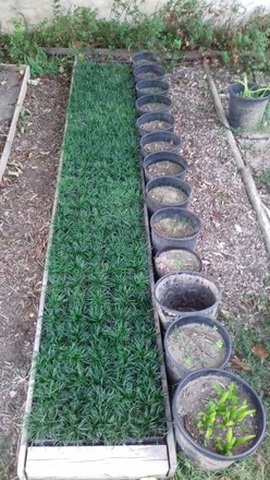 ophiopogon japonicus variété Kyoto Dwarf