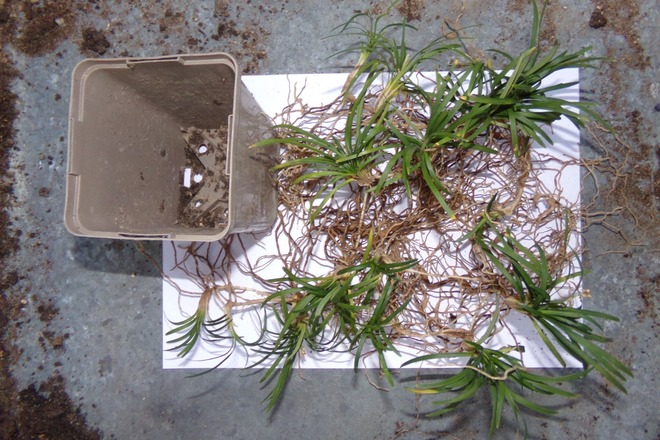 ophiopogon japonicus variété Kyoto Dwarf