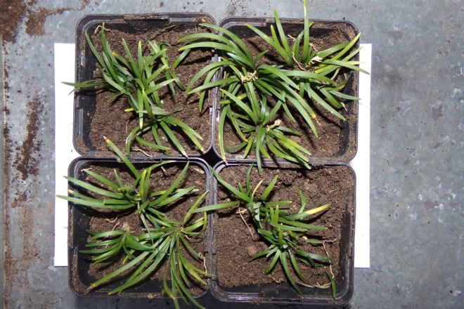 ophiopogon japonicus variété Kyoto Dwarf