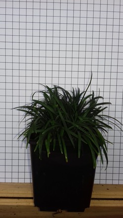 ophiopogon japonicus variété Kyoto Dwarf