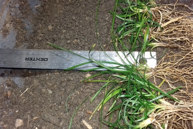 ophiopogon japonicus variété Kyoto Dwarf