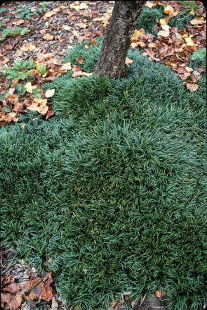 ophiopogon japonicus variété Kyoto Dwarf