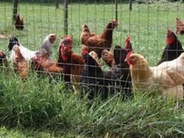 Selling with online payment: Pasture-Raised Eggs