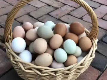 Selling with In-person Payment: Farm Fresh Free Range Chicken Eggs (Boonton, NJ)