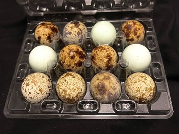 Selling with In-person Payment: Quail Eggs