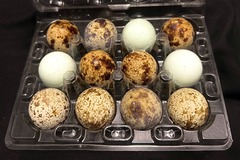 Selling with In-person Payment: Quail Eggs