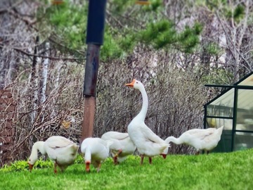 Selling with In-person Payment: White Chinese geese and possible cross pilgrim 