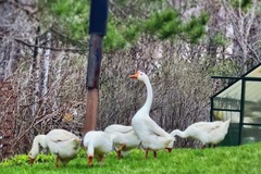 Selling with In-person Payment: White Chinese geese and possible cross pilgrim 