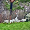 Selling with In-person Payment: White Chinese geese and possible cross pilgrim 