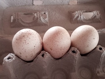 Selling with In-person Payment: Turkey Hatching Eggs Braham